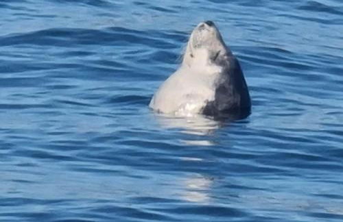 Sooty Beach - Photo 16