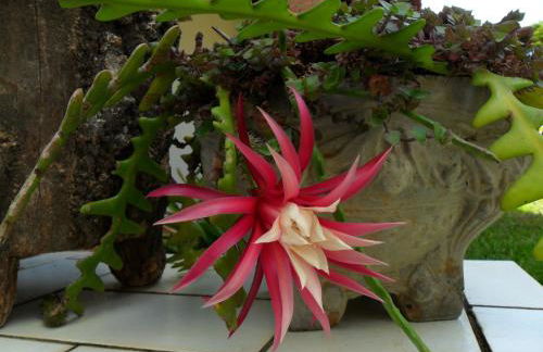 Yolanda Family House - Foto 30