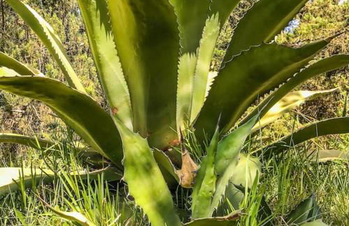 70s Beach villa with garden at 400m from the beach - Foto 7