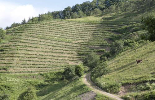 Ferienhof Giedensbach - Photo 10