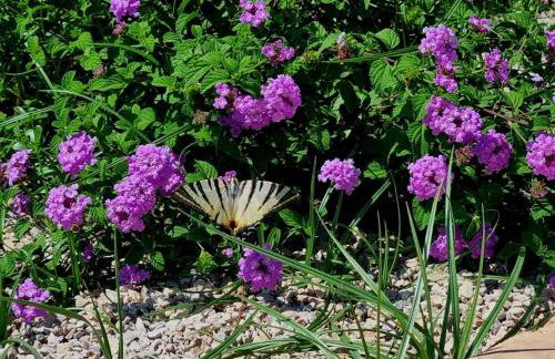 LaChorisia - Foto 23