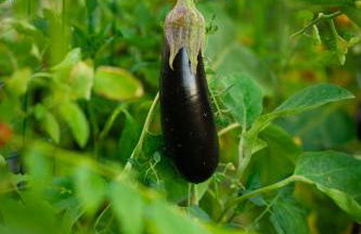 Agriturismo Anfora della Vita - Foto 29