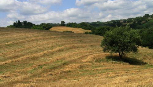 Azienda Agraria Montelujano - Photo 4