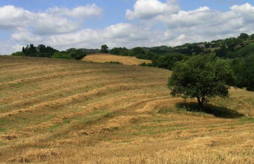 Azienda Agraria Montelujano - Foto 4
