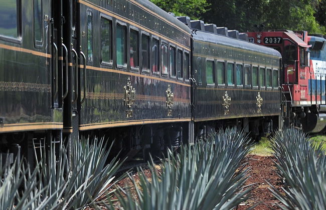 Excursion à Tequila avec spectacle mariachi + Train José Cuervo Express - Photo 5