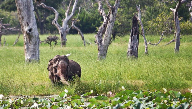 Un éléphant dans le parc national de Yala