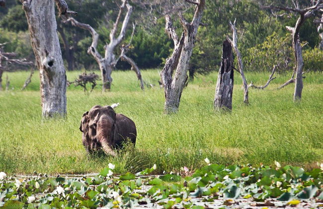 Safari privado por el Parque Nacional Yala - Foto 3