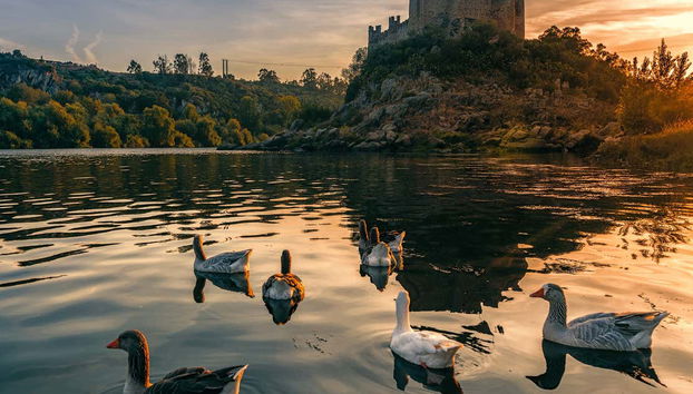 Excursion à Tomar et au château d'Almourol - Foto 4