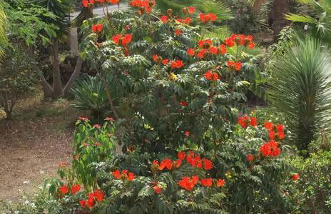 Finca las Palmeras - Foto 34