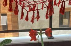 Siberian Flat 204 Intermares - Foto 30