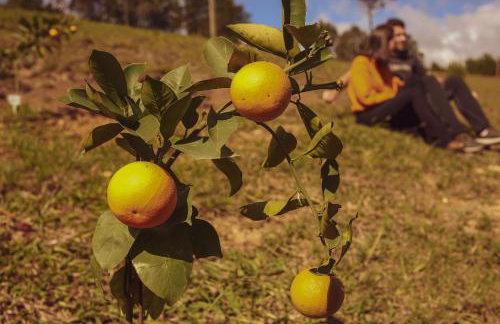 Toca da Coruja Hospedagem - Urubici - SC - Foto 78