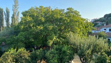 Zirganos Horton Pelion Apartment 2 - Foto 5, Garden