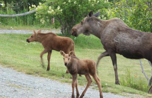 Lost Anchor Cabins - Ocean-view cabins on the bluff - Foto 26