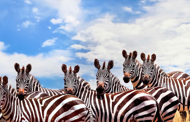 Safari de 6 días por Masái Mara, Amboseli y lago Naivasha - Foto 1