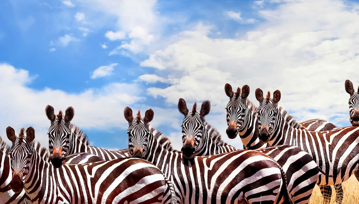 Safari de 6 días por Masái Mara, Amboseli y lago Naivasha - Foto 1, Safari de 6 días por Masái Mara, Amboseli y lago Naivasha