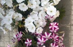 Villa Cartaxense - Foto 25