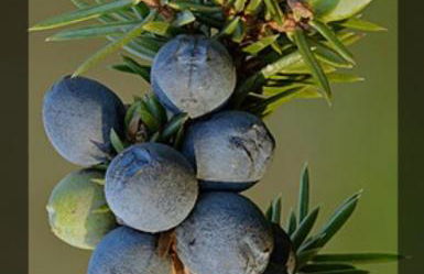 Chalé Zimbro, Serra da Estrela, Penhas da Saúde - Foto 56