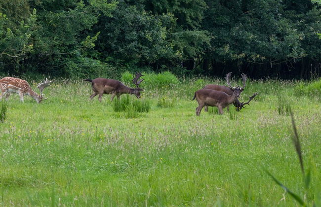 Bungalow Near Dutch Beach With Garden - Foto 34