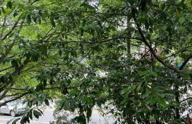 Simple Elegant Townhouse DT Raleigh NCSU - Foto 6