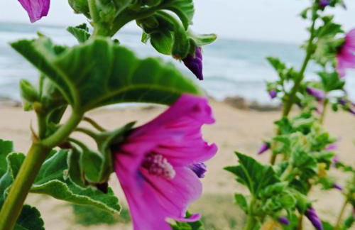 Antica Dimora - Foto 68