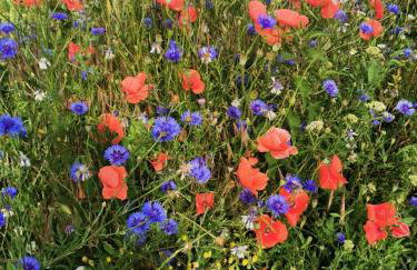 Niebieski Domek - Foto 41