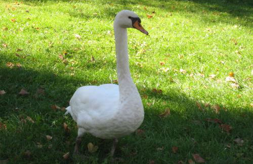 Ferienwohnung Hainbuche Lübben im Spreewald - Foto 3