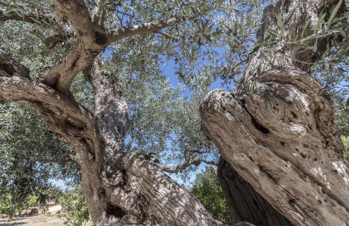Masseria Fanizzi - Foto 36