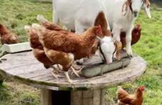 Whitemoor View Lodge - Foto 6