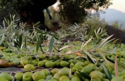 VTAR Casa del AOVE - Foto 21