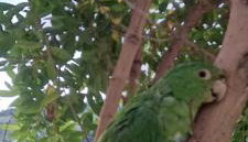 Chalé charmoso com vista p/ Montanha - Gonçalves - Foto 3