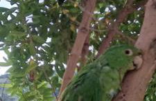 Chalé charmoso com vista p/ Montanha - Gonçalves - Photo 3