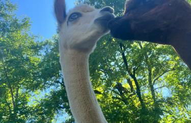 Gîte La Borie - Foto 30