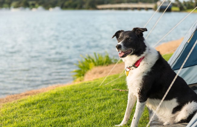 Waitangi Holiday Park - Foto 8