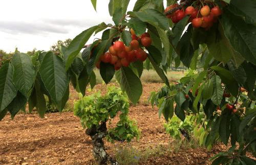 Casa Rural en Lerma - Photo 12