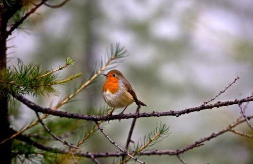 SUSY' S FLAT - Photo 14