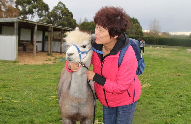 Silverstream Alpaca Farmstay and Tour - Foto 32
