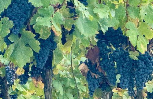 Maison du Roy/ Upper Cambers - Foto 47