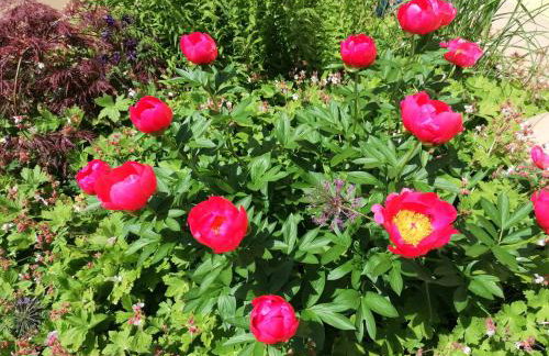 Apfelbluete und Paradies - Foto 23