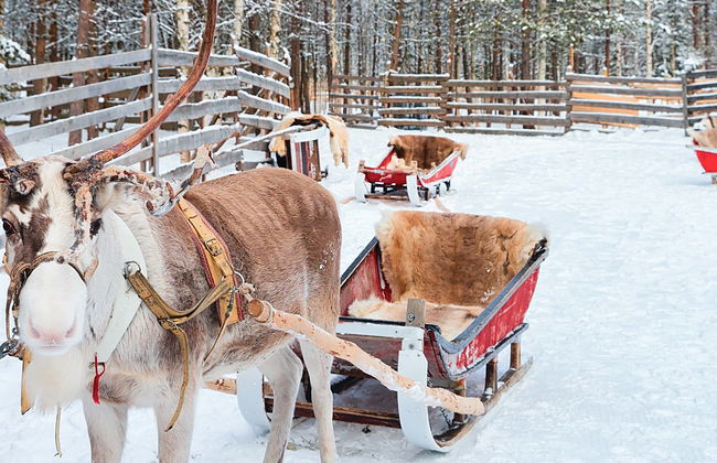 Paseo nocturno en trineo de renos - Foto 1