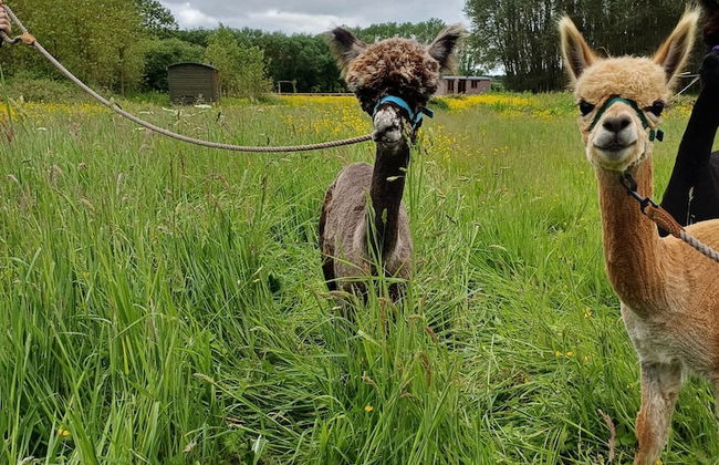 The Heartwood - Luxury Cabin Near York - Foto 18
