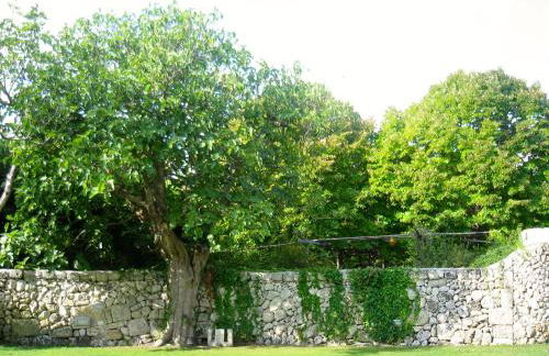 Tenuta Sant'Andrea - Foto 96