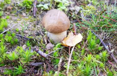 Apartment Deluxe, inklusive WLAN, Parkplatz und Netflix - Foto 35