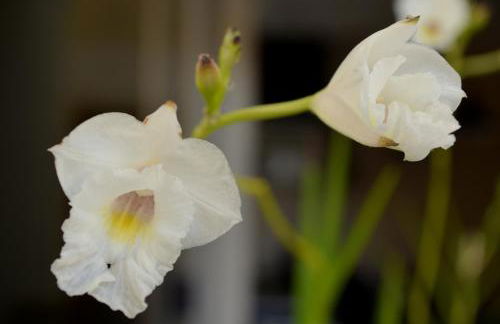 Residencial Portinari LTDA - Foto 66