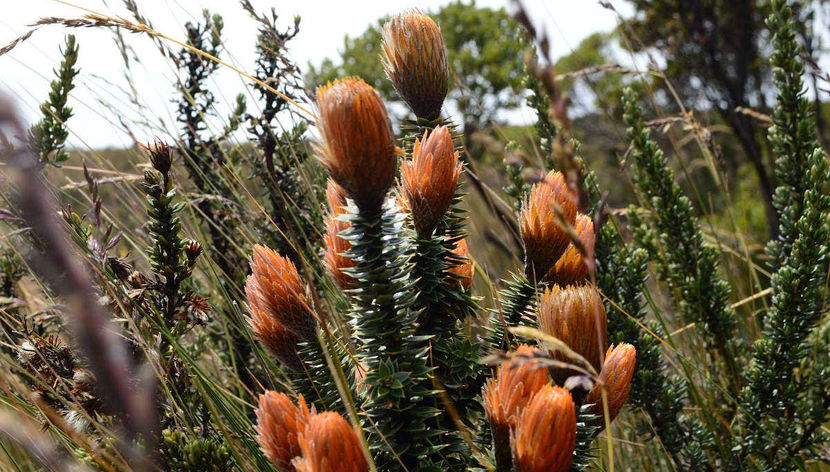 Cotopaxi & Quilotoa Viewpoint Day Trip - Foto 2
