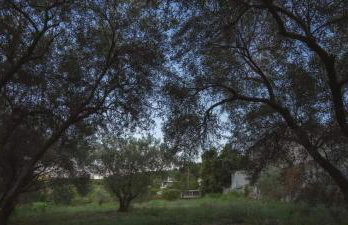 Gurba's House - Photo 5