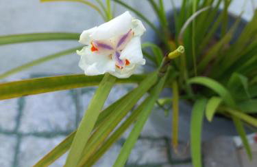 Chácara Sossego - Foto 28