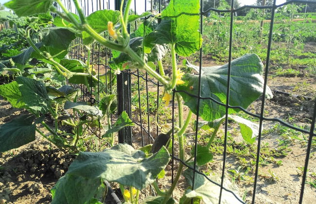 Agriturismo B&B Corte dei Gioghi - Foto 42