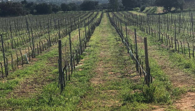 viñedos en el Algarve
