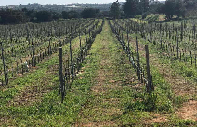 Tour por Carvoeiro, Benagil y Ferragudo + Cata de vinos - Foto 4