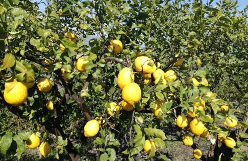 Il Limoneto di Leo - Foto 14